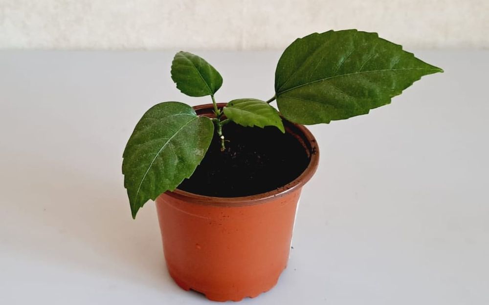 Гибискус  Гибискус