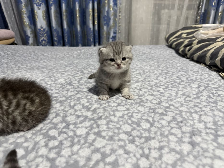 Шотландские вислоухие котята, милые плюшевые малыши