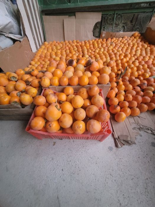 Хурмо домашний  арзон