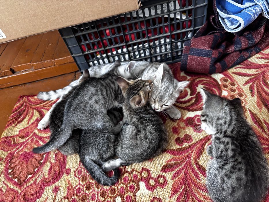 Продам котят шотландцы