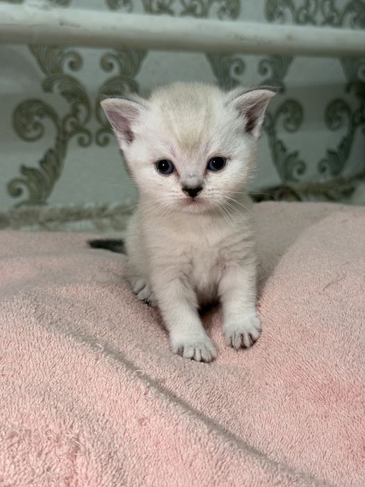 Шикарные котята фавн-пойнт