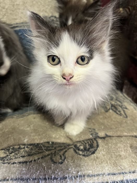Отдам котят в добрые руки
