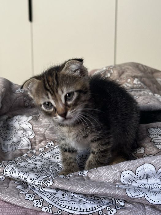 Отдам котят в добрые руки
