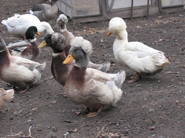 Продам хохлатых уток