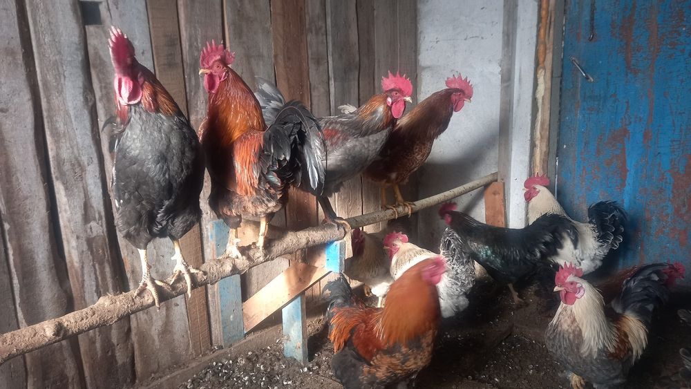 Әтештер Петух ..