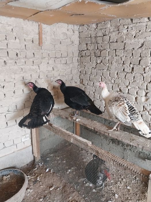 Идук прадам  цена 15000