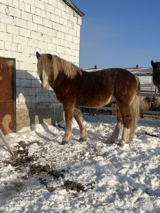 Жеребец советский тяжеловоз
