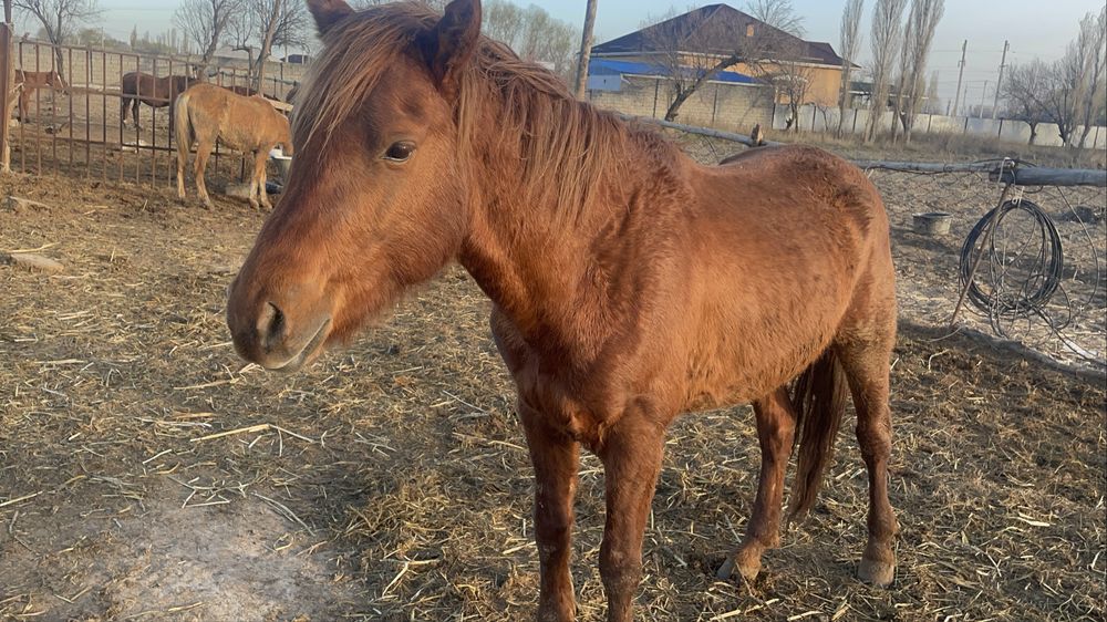 Асау жылқы үйретемін