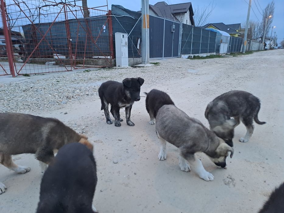 Donez adoptie pui caine Catei catelusi Metis, talie medie