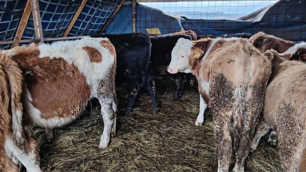 Vand vitei si vitele baltata romaneasca