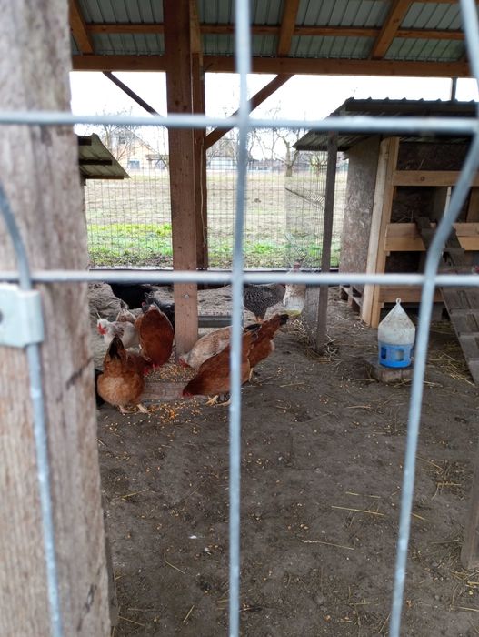 Pui de gaina diferite rase