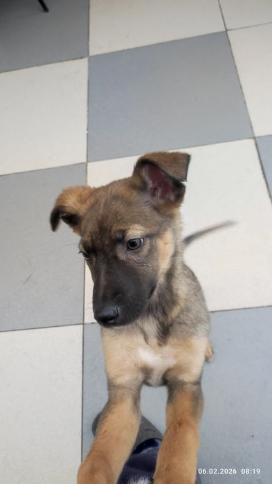 Ищу доброго, ответственного хозяина