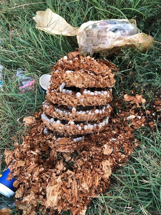 Servicii Dezinsectie Deratizare