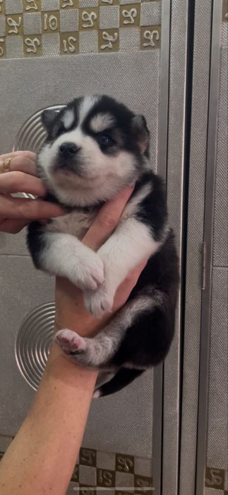 Голубоглазый кавалер хаски