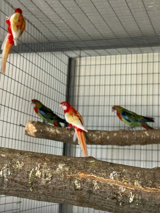 Papagali rosella