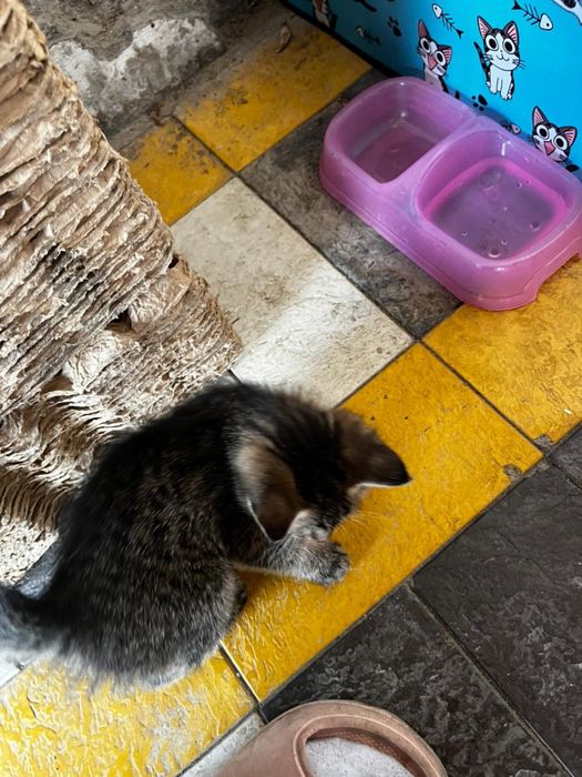 Отдам котенка в хорошие руки