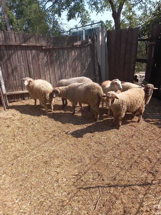 Carlani de vanzare 16 lei kg Com.Garbovi Ialomita