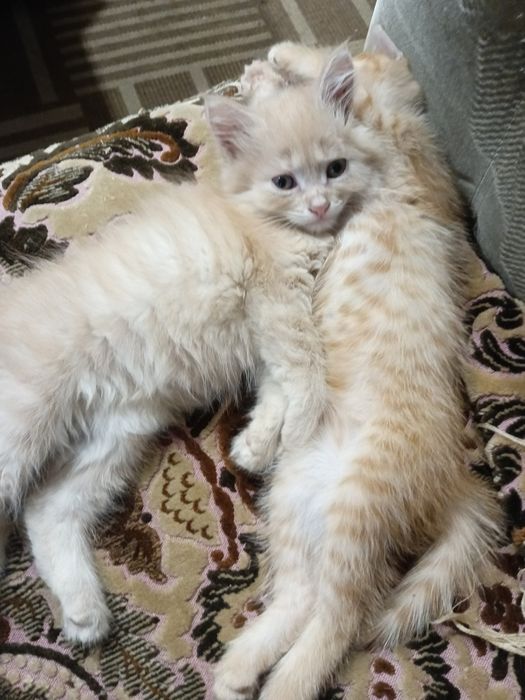 В добрые руки котята