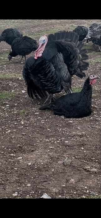 Яйцо индюка Полугибрид