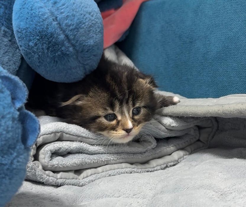 Вислоушка шотландец