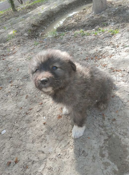 Zotdor kuchuk olabay zotidan