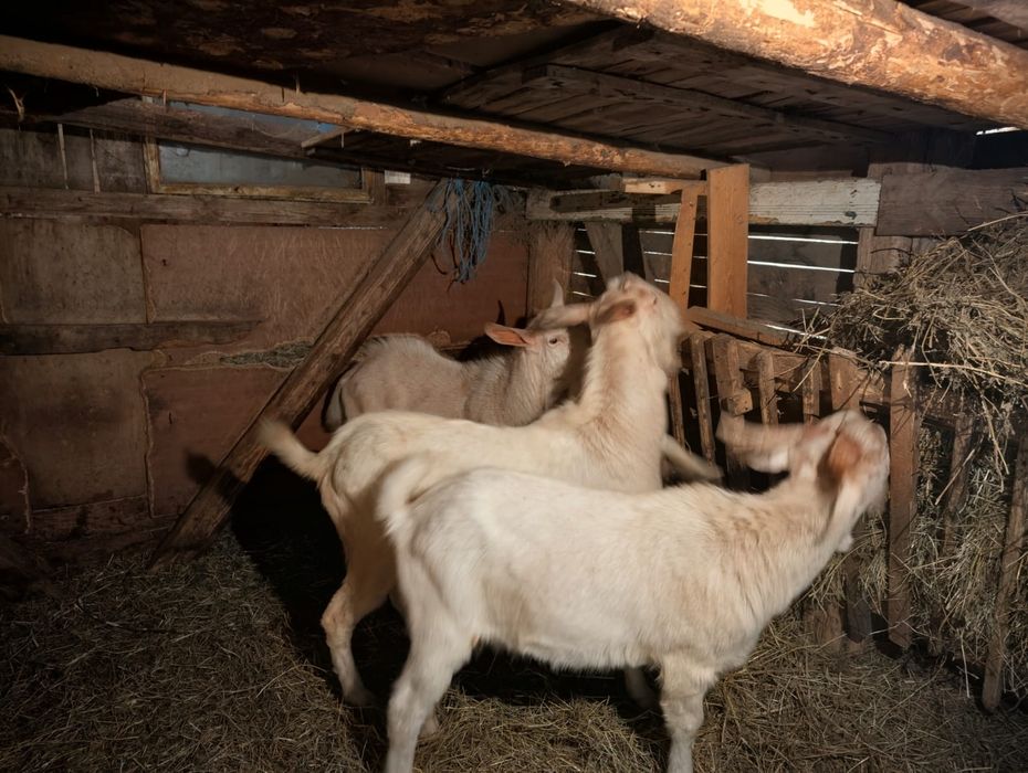 Vând țapi Sura Mare