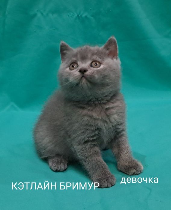Британские котята из питомника!