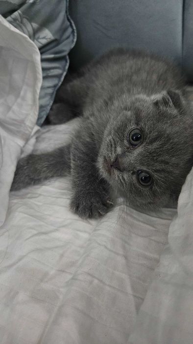 scottish fold Котята