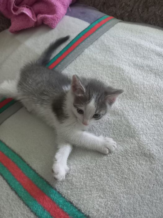 Отдам котят бесплатно