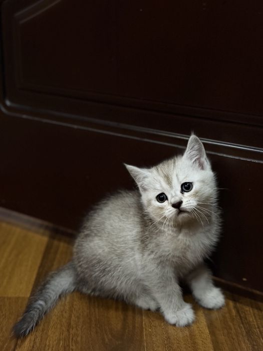 Scottish fold голубые глаза