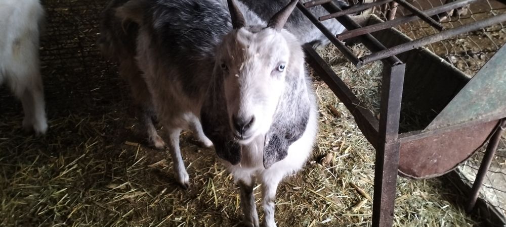 Ешкі.              .