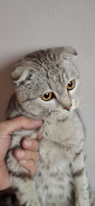 Скотчфолд кошка 6-7месяц
