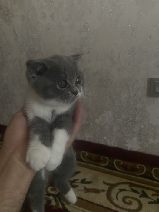 3 ойлик шотланд сотилади киз бола