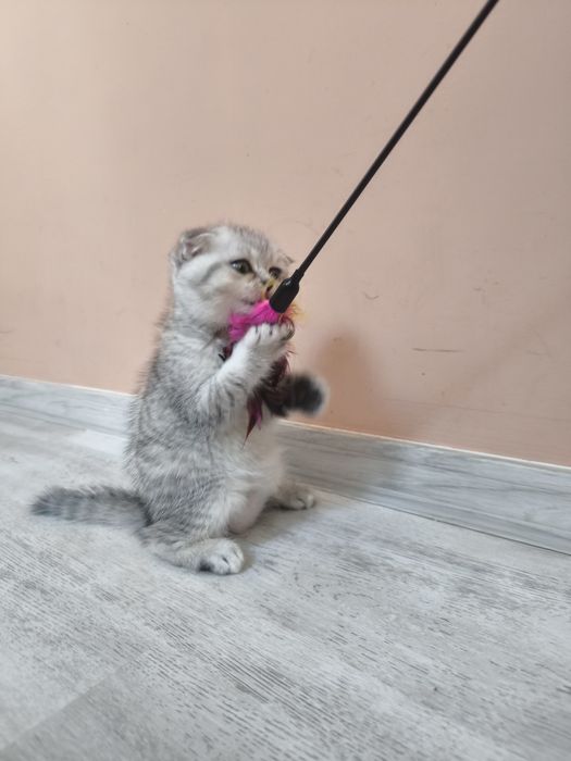 Scottish Fold Chinchilla - femela
