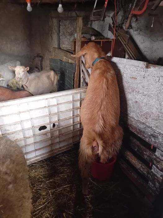 Capra gestanta la prima fatare