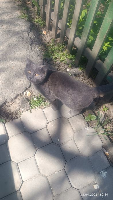 Кошечка молодая персидская