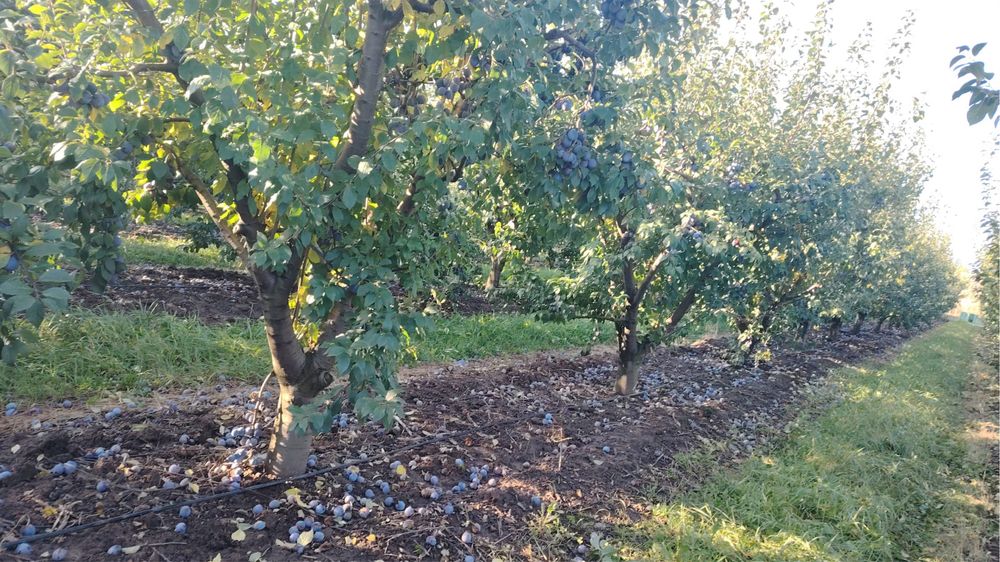 Vand prune pentru rachiu