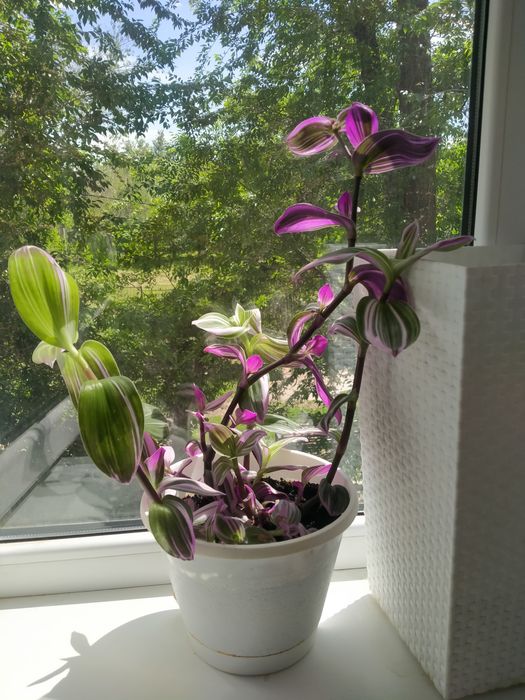 Цветы  для дома красивые