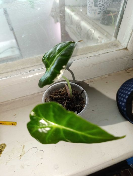 Алаказия Амазонка детки