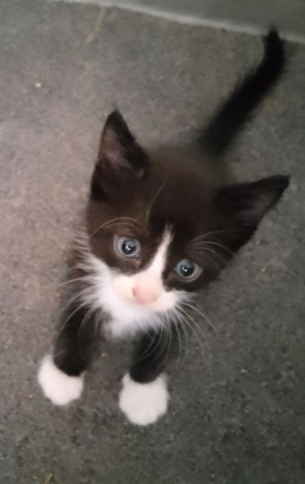 Продаются котятки