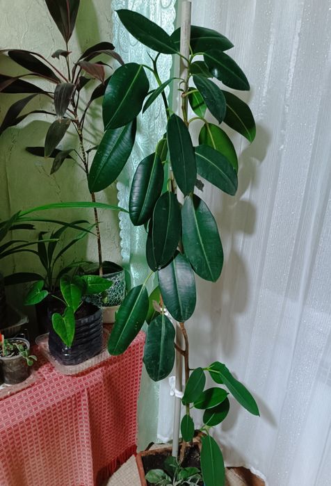 Продам комнатные цветы