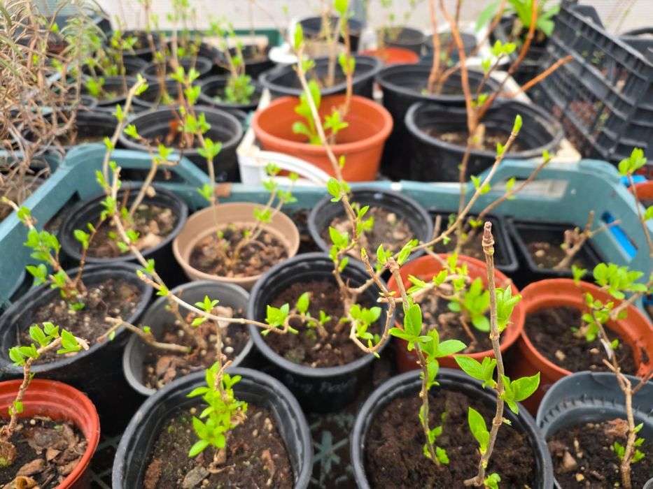 Местные садовые растения