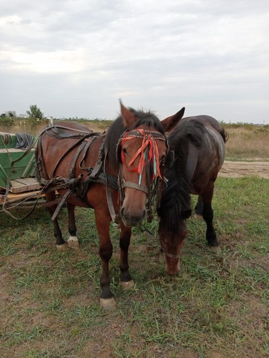 Caii de vânzare detalii  la telefon