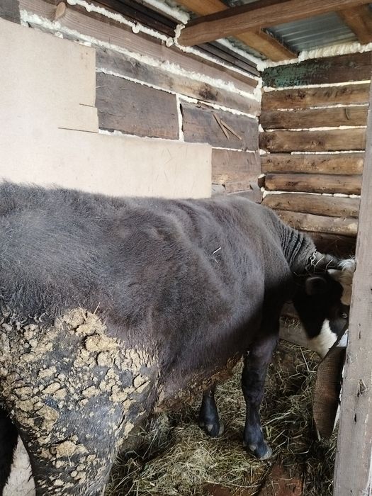 Продам быка на мясо