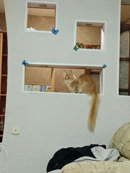 Кошка Мейн Кун 2 года