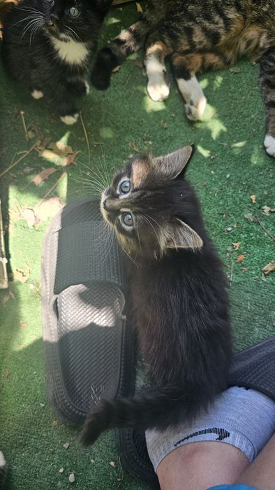 Котята. Коты. Кошки. Дети кошки