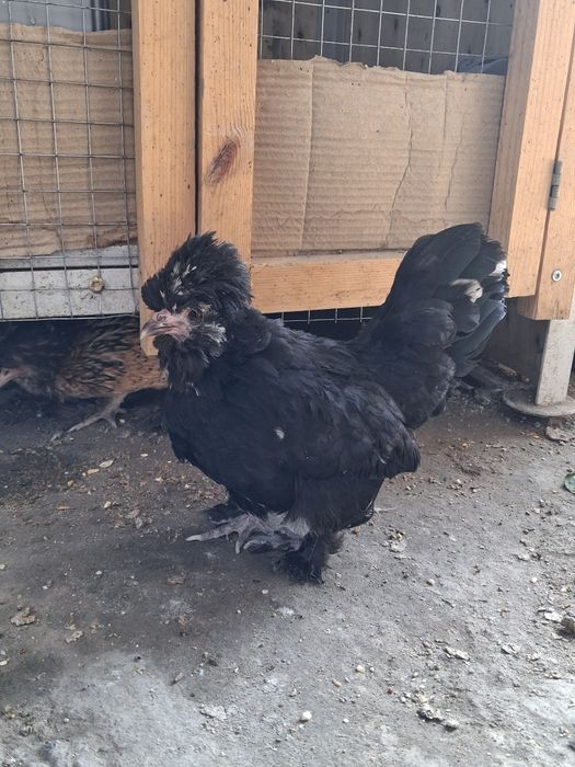 Kareyiskiy Yaponkala sotiladi 1+4 sog'lom tovuqla tuxumda
