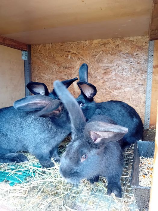 Vând aragaz cu hota uzat aduse din Italia și pentru cei interesați am si iepurași sat Tamaia