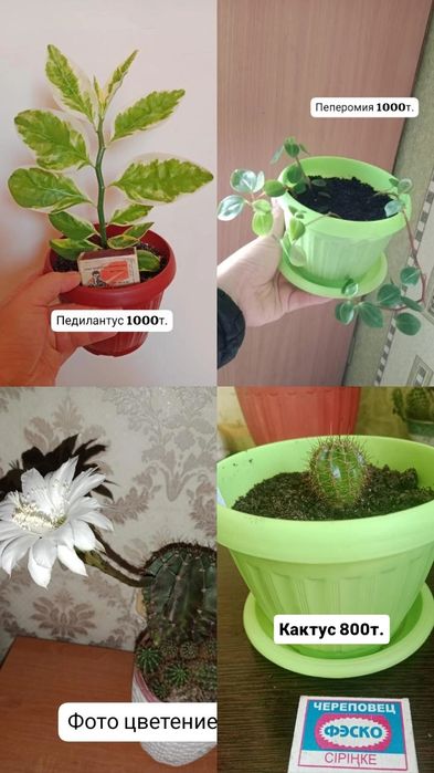 Комнатные цветы продаю