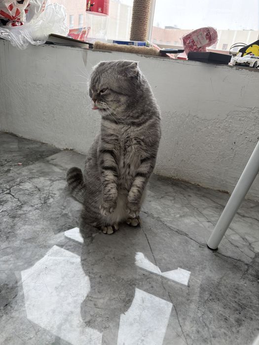 Продам в хорошие руки кошечку